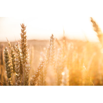 " Barley Field In Sunset "