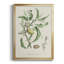 Antique Ammond Botanical IV, reproduction encadrée sur papier-88436189-88436193