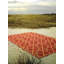 Wool Geometric Area Rug-50231269