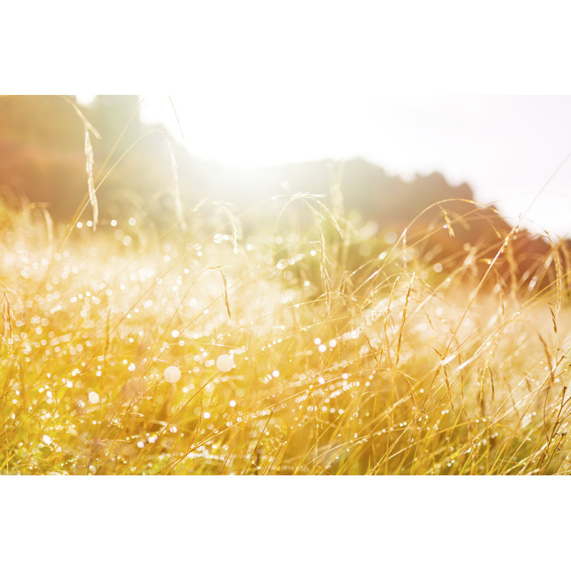 Sunrise Grass by Owngarden, 20" H x 30" W