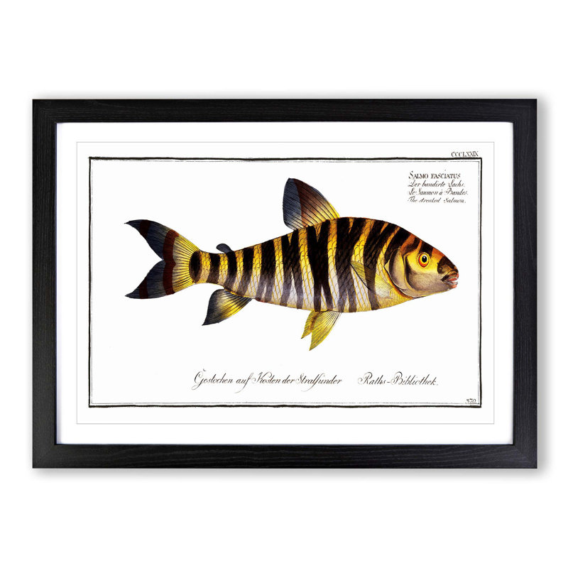 Streaked Salmon Fish by M.E. Bloch - Framed Print, Black Framed, 27cm H x 36cm W x 2cm D