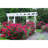 1 Gal. Red Double Knock Out Rose