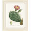 Blooming Cacti 4 Print by Nathan Turner