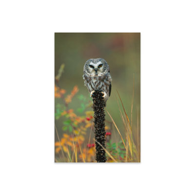 Aprilann " Northern Saw-Whet Owl Perching On Post, British Columbia, Canada " by Tim Fitzharris