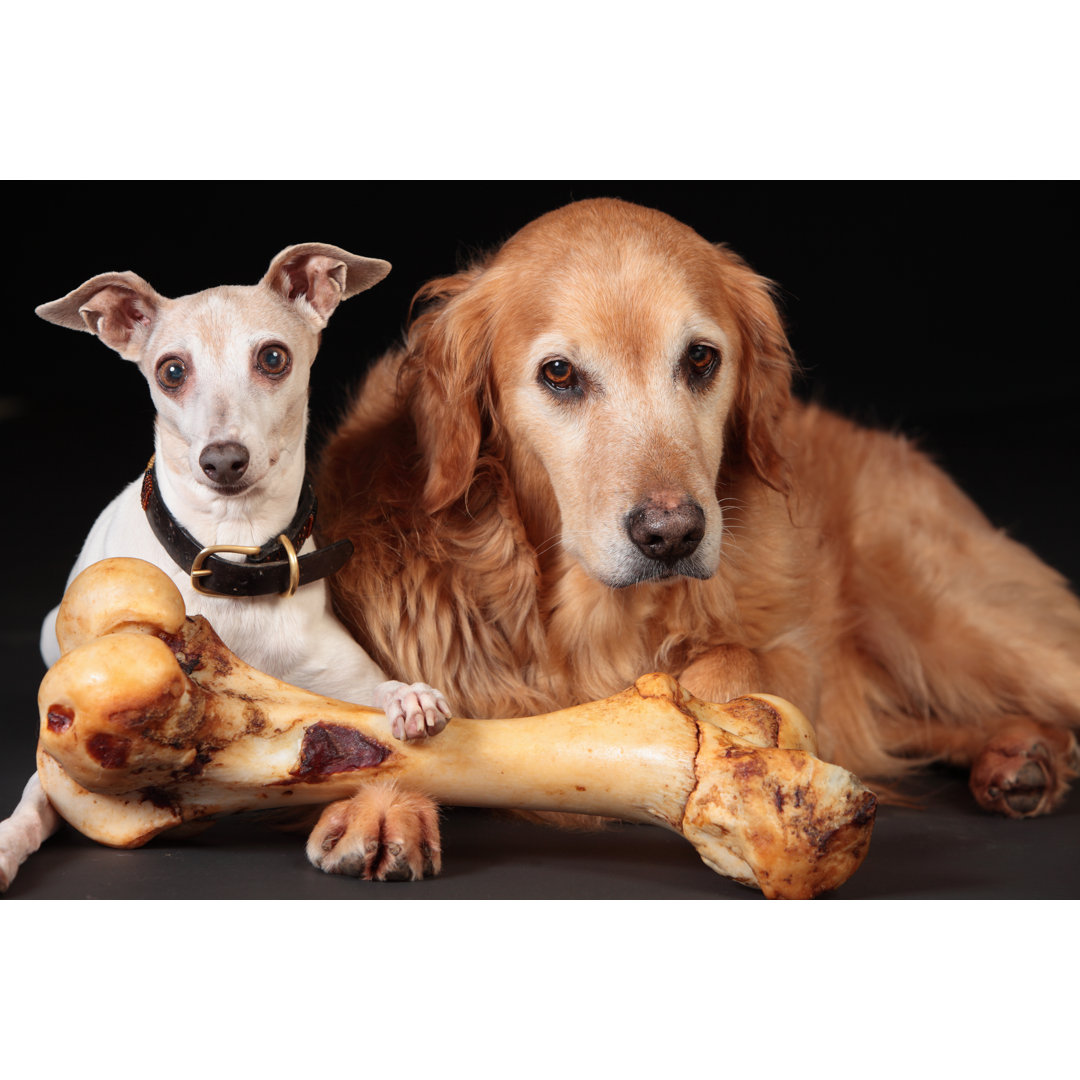 Dogs Relaxing With A Big Bone von BrianAsmussen - Kunstdrucke ohne Rahmen auf Leinwand