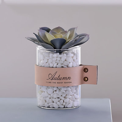 Plante grasse de 5,11 po