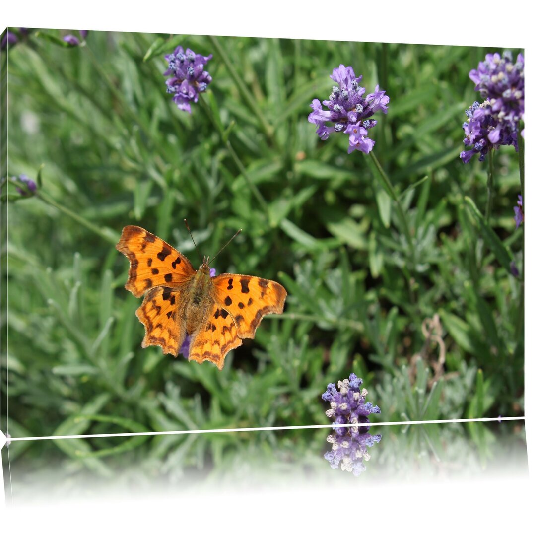 Leinwandbild Schmetterling auf Blumenwiese