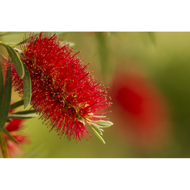 Australian Bottlebrush - photographie sur toile tendue, H 8 po x l 12 po