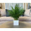 Roiguez Faux Palm Plant in Fiberstone Pot