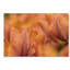 « orange tulips », reproduction de photo sur toile tendue-32709116