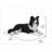 Lying Border Collie