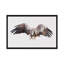 « arctique eagle », impression sur toile tendue-15809007-74298058-74298059