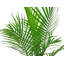 Majesty Palm Tree in Nursery Pot