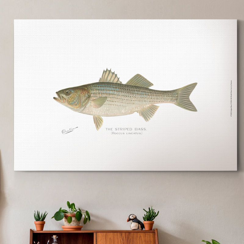 Striped Bass - Wrapped Canvas Print, 12" H x 8" W x 1" D