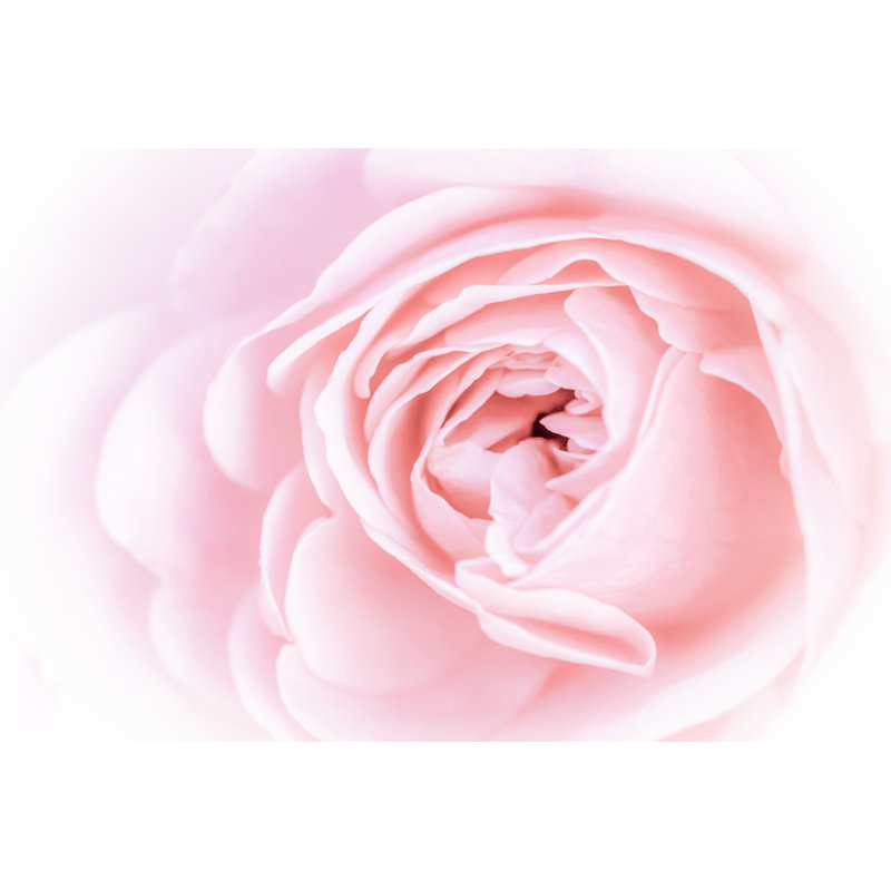 Jolies fleurs roses I, H 24 po x l 36 po x P 1,25 po