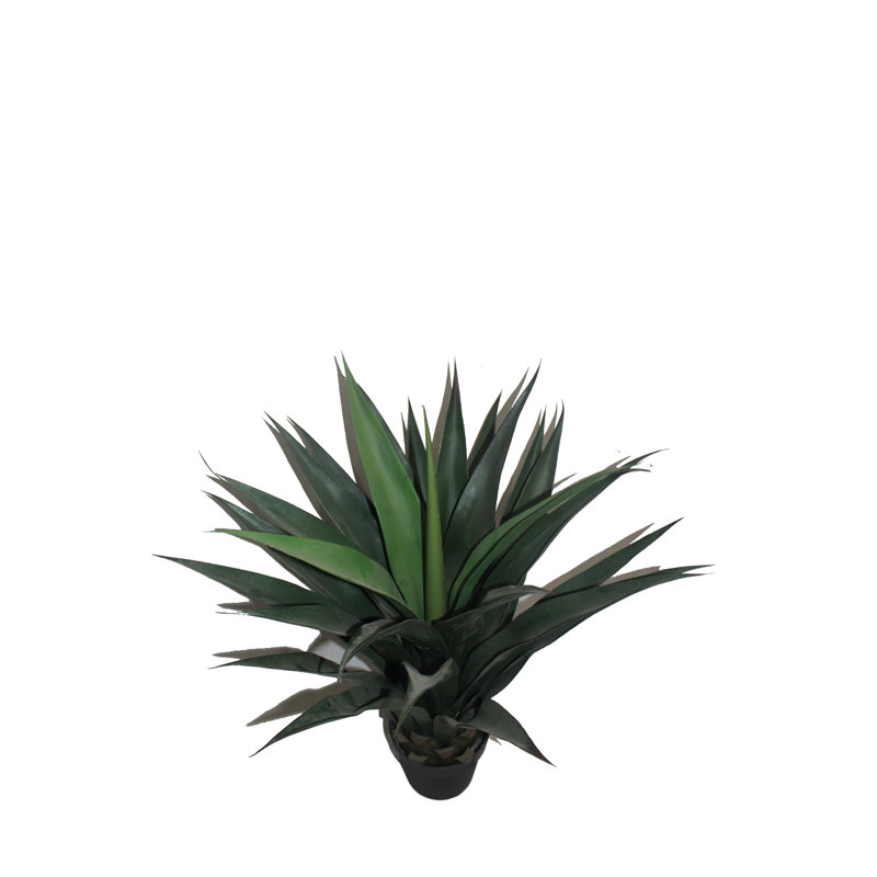 Arbre à feuillage gladiolus de bureau dans un pot noir