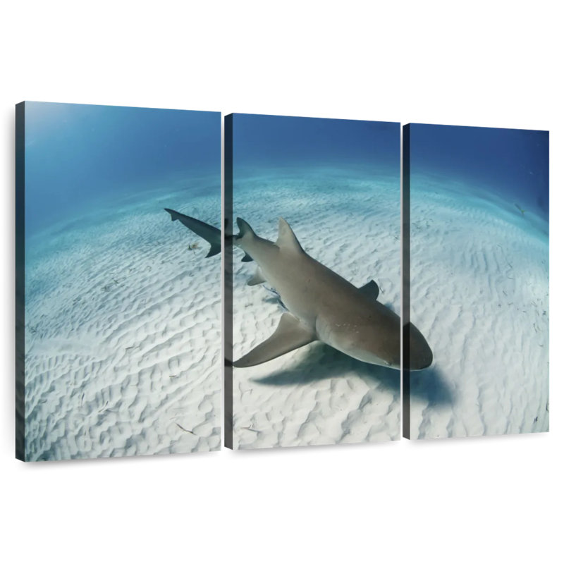 Requin-citron Brampt au-dessus du fond marin, H 24 po x l 38 po