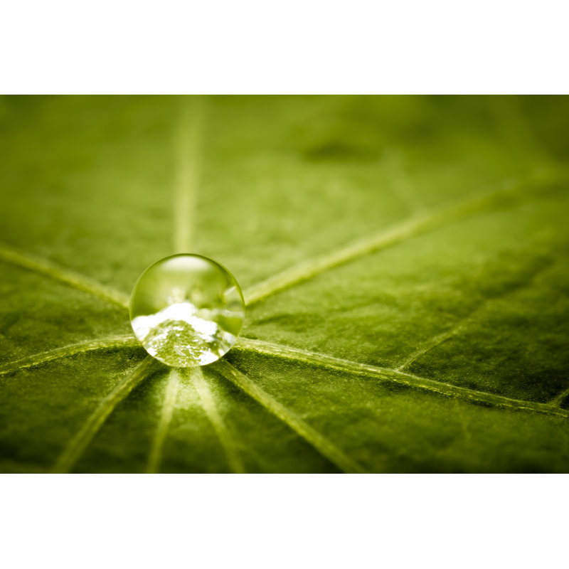 Goutte d'eau sur feuille verte par Thomasvogel, H 20 po x l 30 po