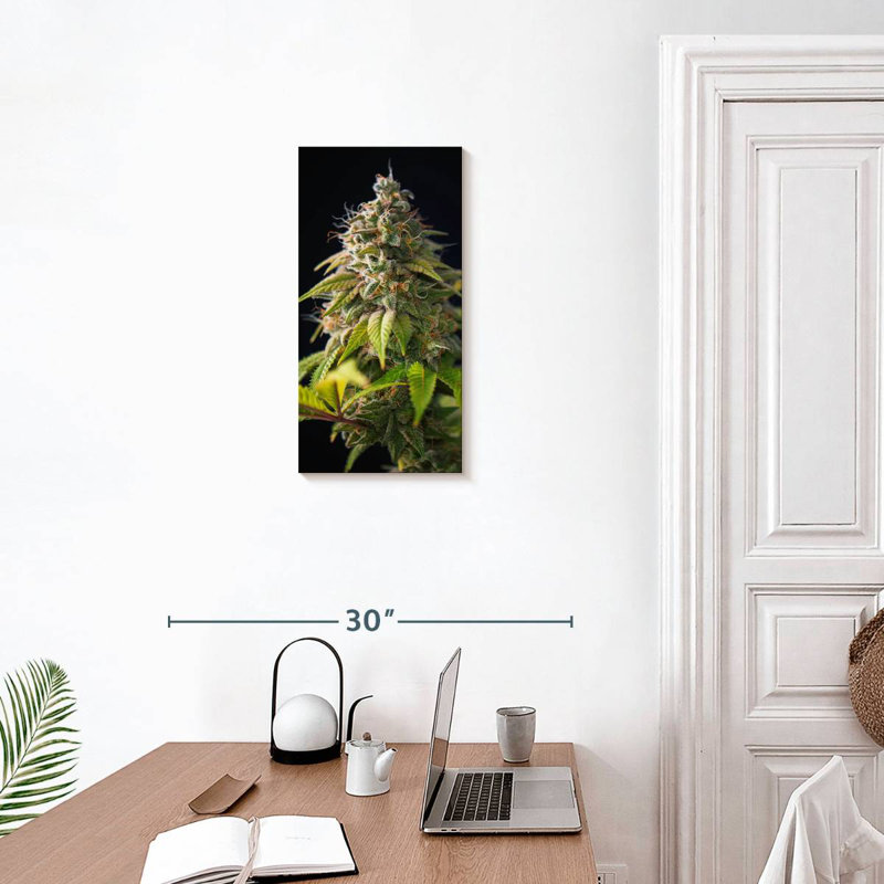 Bourgeons de marihuana, H 24 po x l 12 po