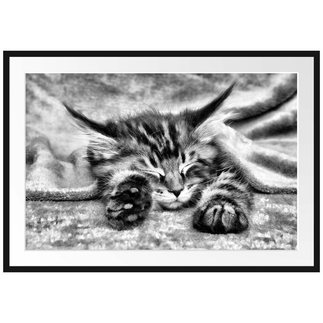 Gerahmtes Poster Baby-Katze, Rote Bettdecke