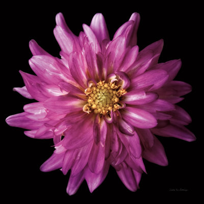 «Dahlia V» par Debra Van Swearingen