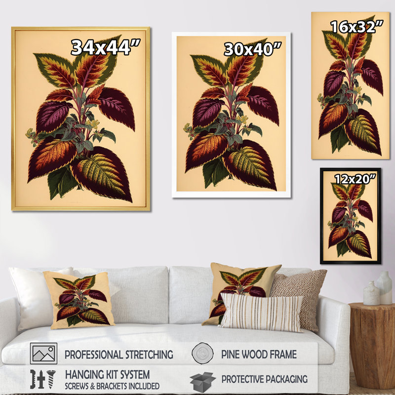 Illustration botanique rétro d'une plante Coleus, H 20 po x l 12 po x P 1 po, Toile tendue