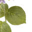 Vintage Hydrangea Floral Stem-1831332404