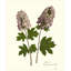 Plants & Flowers Print