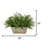 HF0792 13'' Faux Asparagus Fern Plant in Wood Planter-885015657