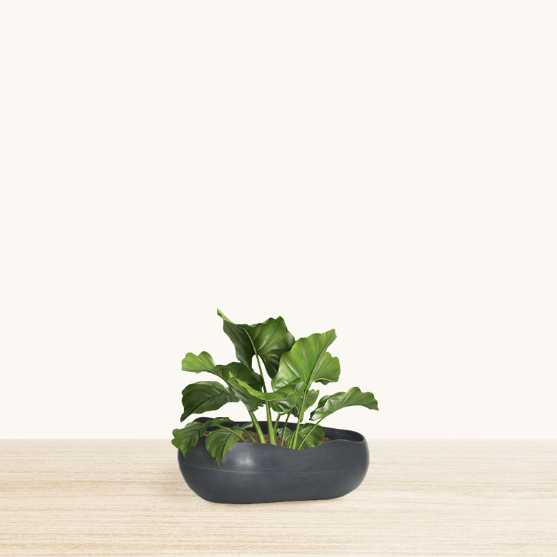 Pot à fleurs rond écologique Dhruvin ECOBO, usage intérieur / extérieur quatre saisons Rochas, Noir marbré