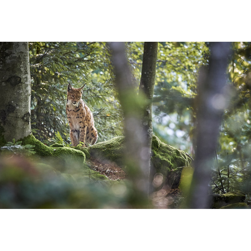 Lynx In Bavarian Forest by Michael Roeder - Wrapped Canvas Print, 30cm H x 46cm W