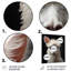 «Llama Woolen Charisma - Animals», reproduction d'art sur métal-1519598009