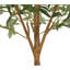 Olive Tree Plant-111181150