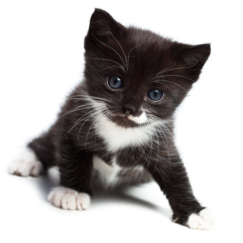 Kitten - Wrapped Canvas Print, 51cm H x 51cm W x 3.8cm D