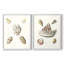 Pastel Knorr Shells VI - reproduction encadrée de qualité supérieure - prête à être accrochée - aucun clou requis - aucun clou requis-171660170-171660168
