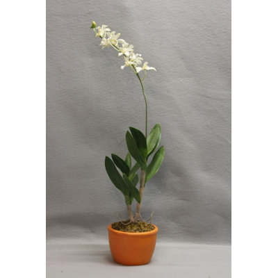 Orchid Arrangement in Pot