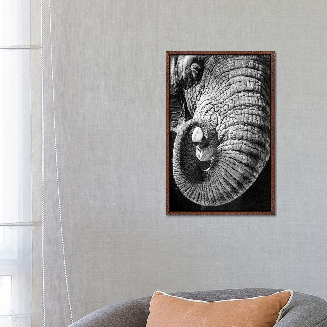 Elephant Curling Trunk Around Tusk - Black And White by Susan Richey - Gallery-Wrapped Canvas Giclée on Canvas