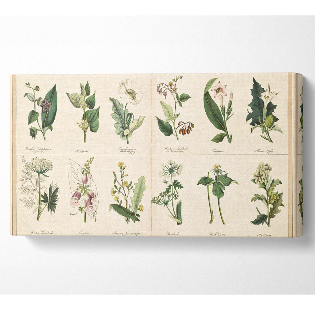 Blumenillustrationen - Kunstdrucke auf Segeltuch