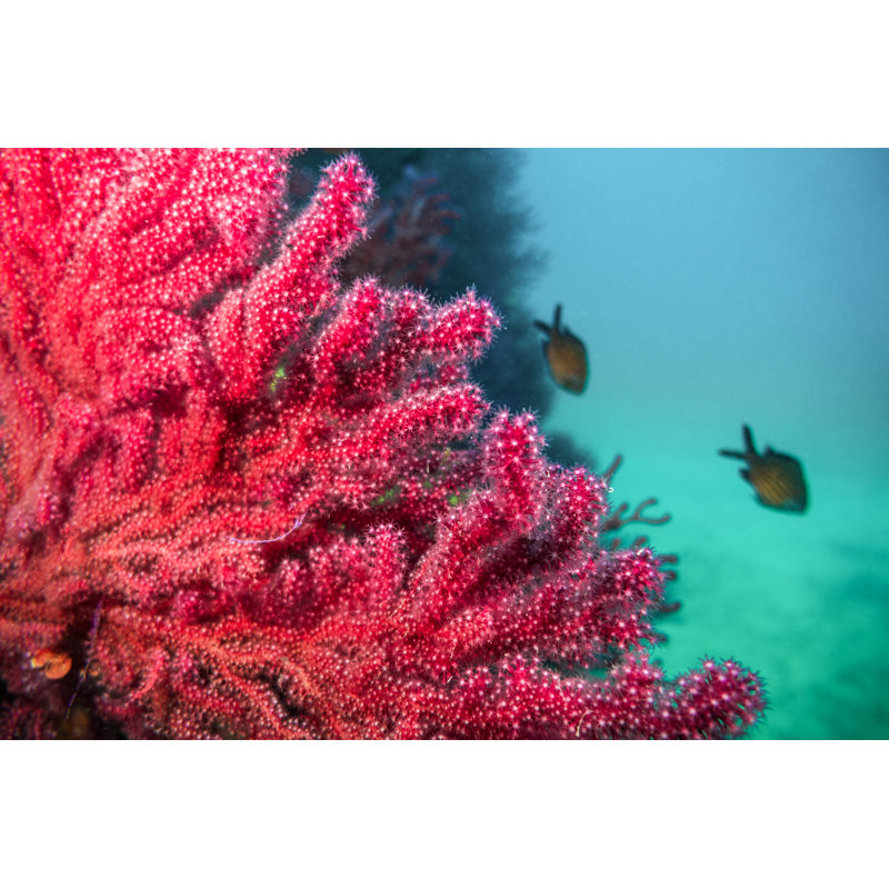 Rouge corail par Eloi_Omella, H 20 po x l 30 po