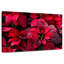 Poinsettia rosé-170678029