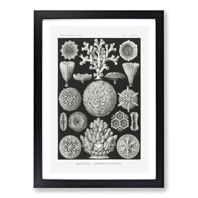 Hexacorallia Coral Vol.1 by Ernst Haeckel - Framed Print, 65cm H x 48cm W x 2cm D, Black Framed