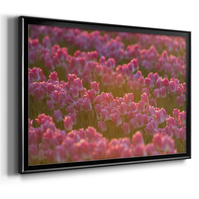 Field of Tulips I, reproduction d'art sur toile, H 18 po x l 26 po x P 1,5 po, Noir