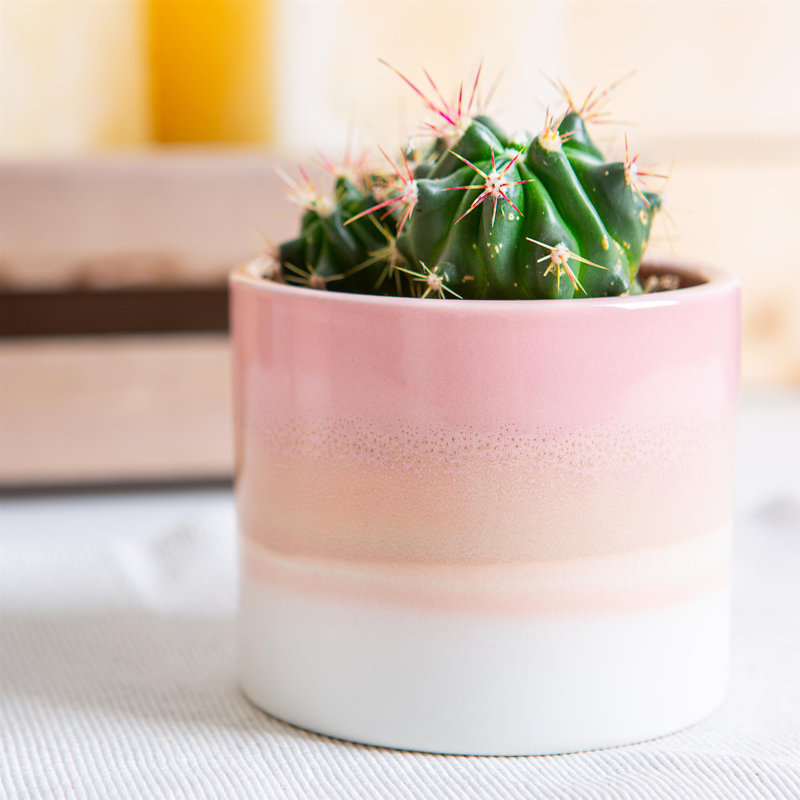 Nicola Spring - Reactive Glaze Plant Pot, 9cm H x 10.5cm W x 10.5cm D, Pink