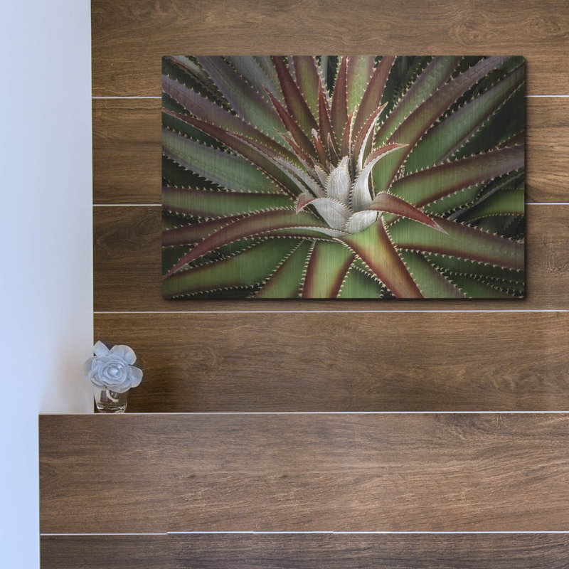 «Succulent VI» par Dennis Frates, H 12 po x l 16 po
