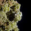 Grappe de cristal de pyromorphite. Mine Daoping