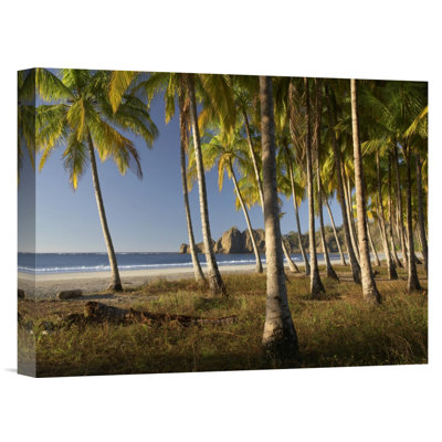 " Costa Rica Guanacaste 'Palms at Playa Carrillo' " Print