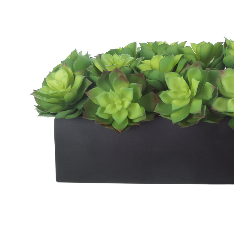 Arrangement Echeveria en pot de fibres