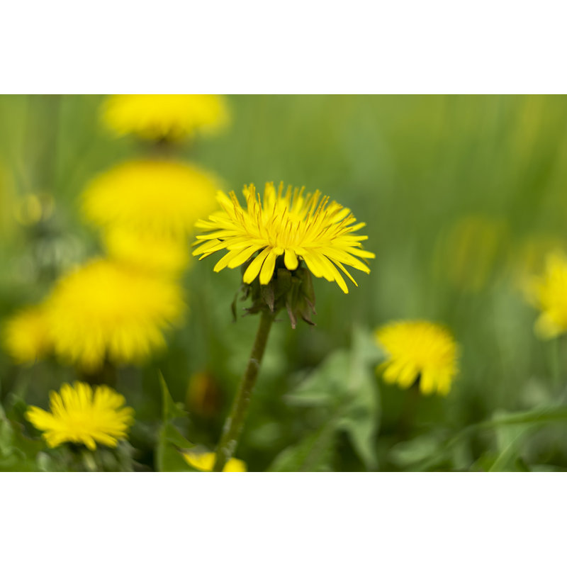 Fleurs de pissenlit jaunes, L 12 po x H 8 po