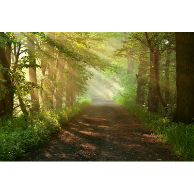 Harre " Sunlight In Forest "