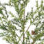 SEASONAL GREENERY STEM S/4 PINE 36IN